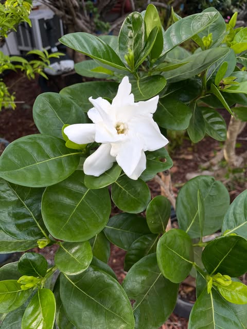 A white gardenia blooming in the garden patio